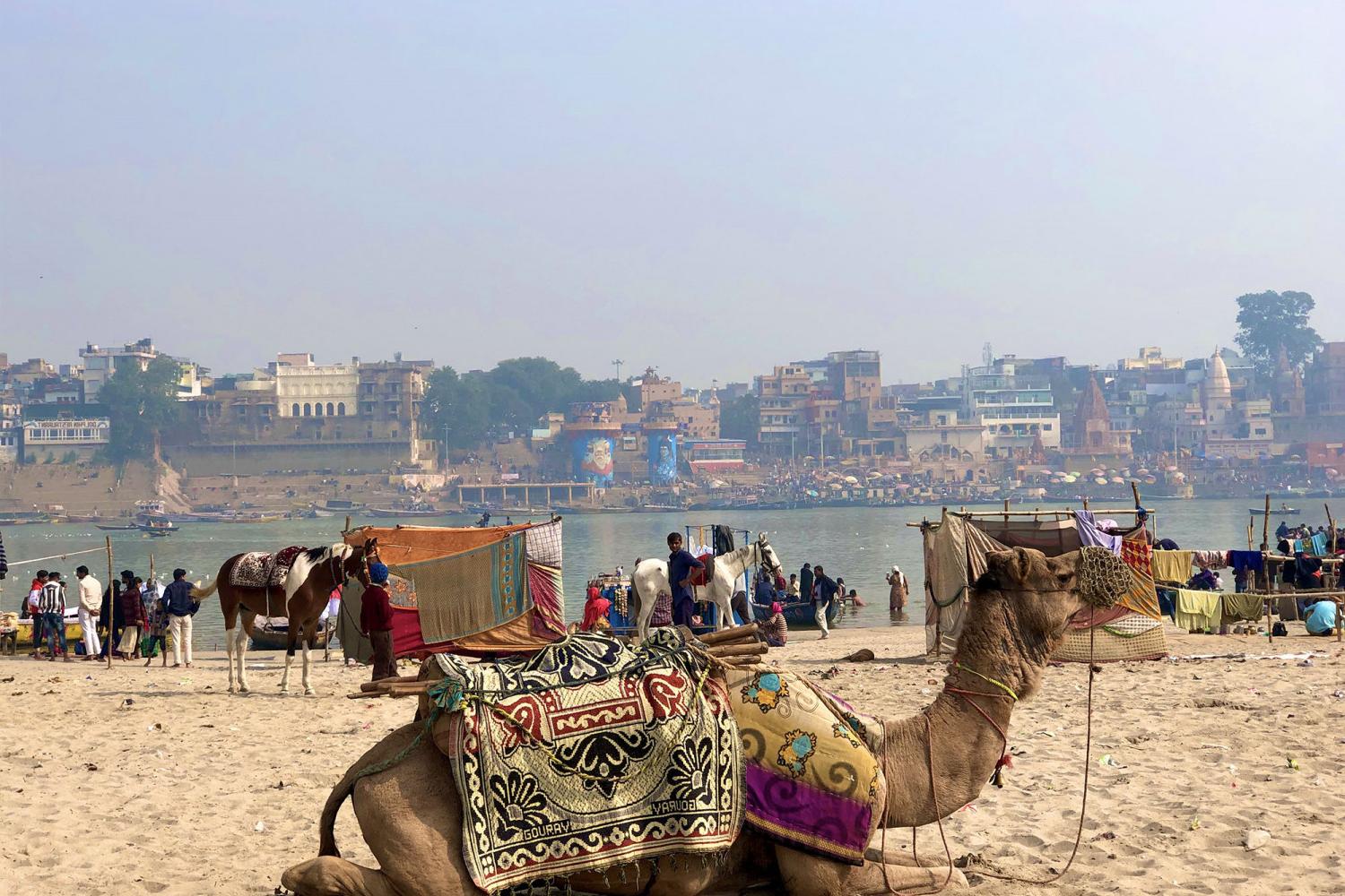 A photo of a camel taken on a J-Term study tour.