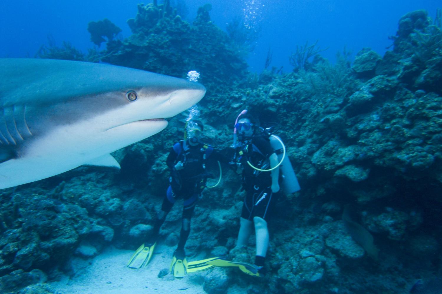 Students scuba diving with sharks in Honduras.